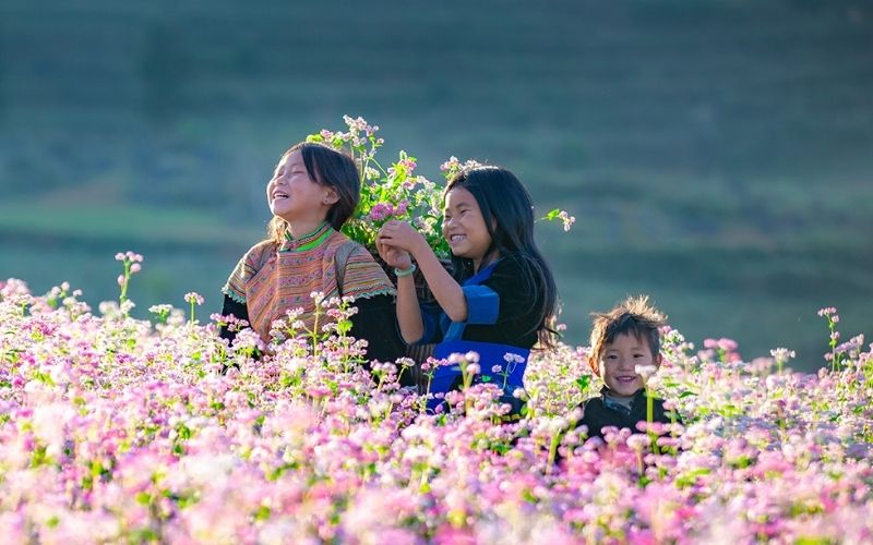 Ha Giang buckwheat flower season