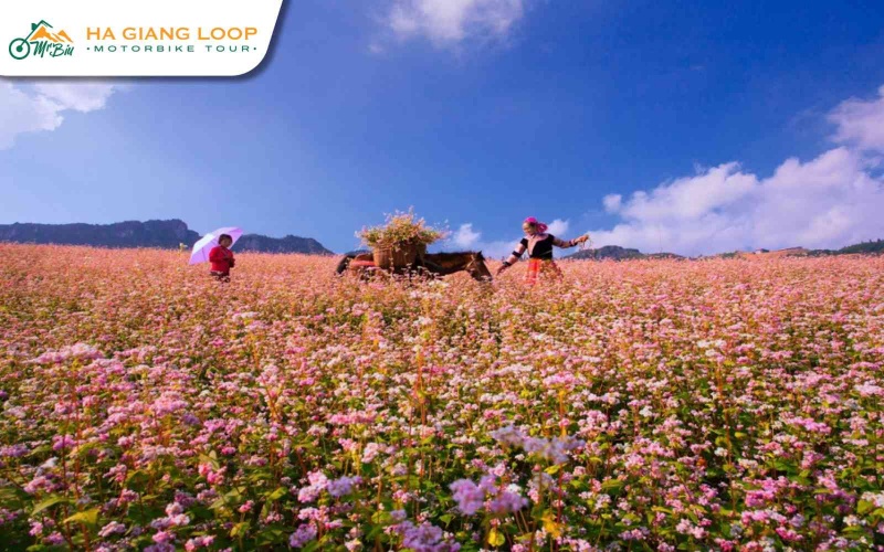 Don’t miss the flower paradise of the buckwheat flower Festival