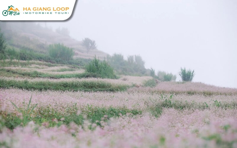 Wildflowers bloom in brilliant colors across Ha Giang during rainy season