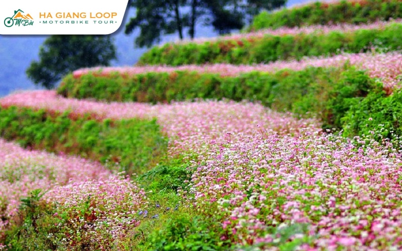 Experience Ha Giang by trying its local buckwheat dishes