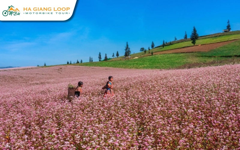 People in Ha Giang use buckwheat flowers to make tasty dishes