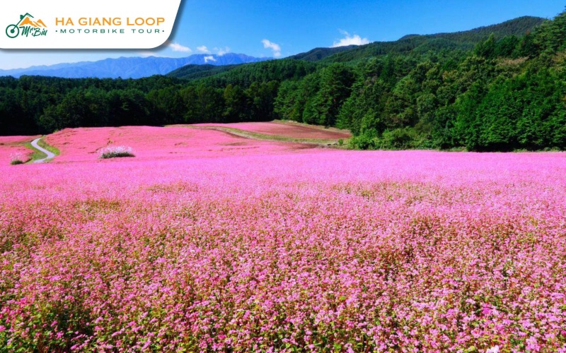 Ha Giang blooms with culture at Buckwheat Festival