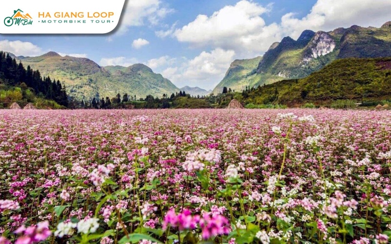 Flower season in Lung Cu, Ma Pi Leng, and Lung Cam
