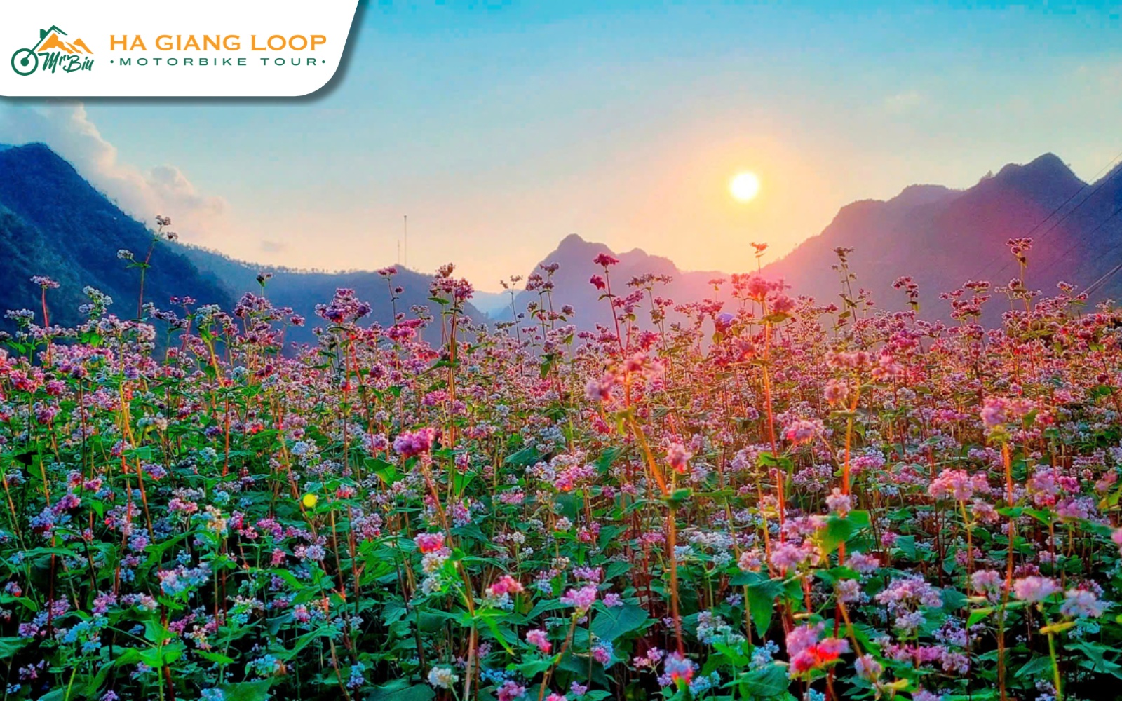 Buckwheat flowers are a symbol of Ha Giang