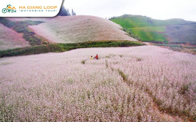 Buckwheat flowers are a symbol of Ha Giang
