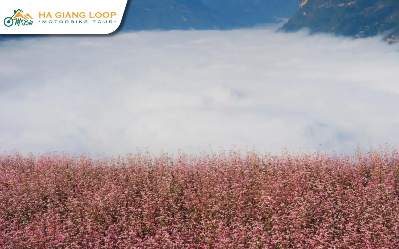 Buckwheat flower fields and fresh air await in Ha Giang