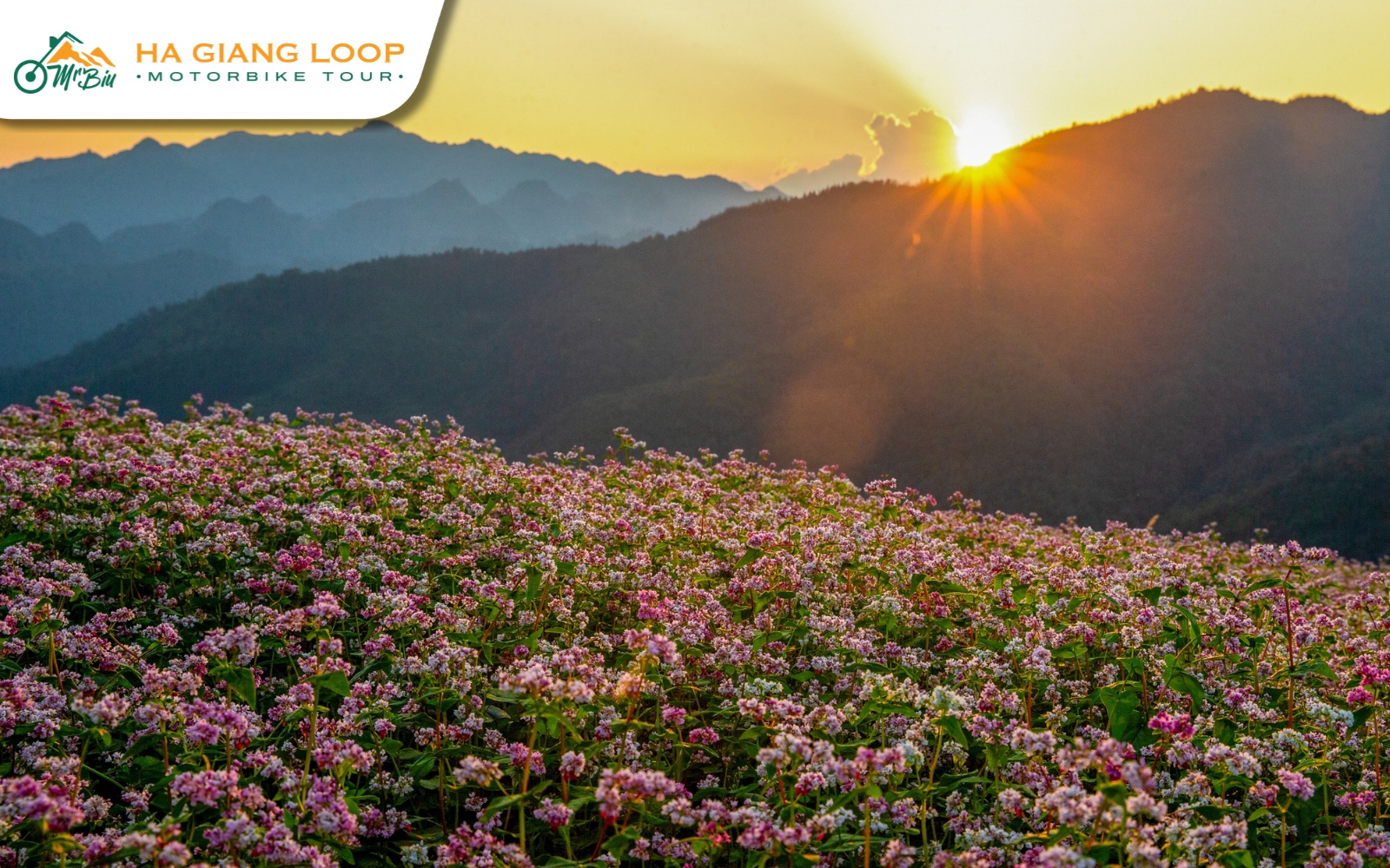 Buckwheat flower fields and fresh air await in Ha Giang