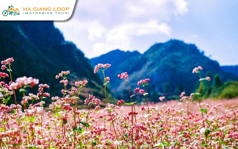 Ha Giang becomes a colorful wonderland in buckwheat season