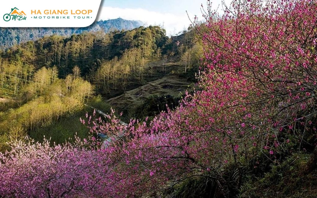 Cherry blossoms on the Ha Giang Loop bloom best in February-March and November-December.