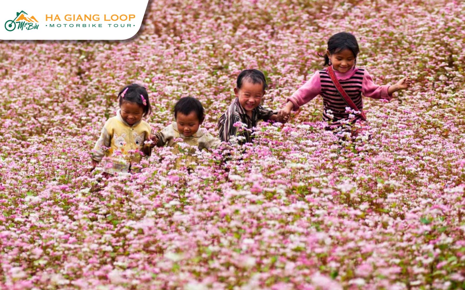 Buckwheat fields in Sung La and Pho Bang