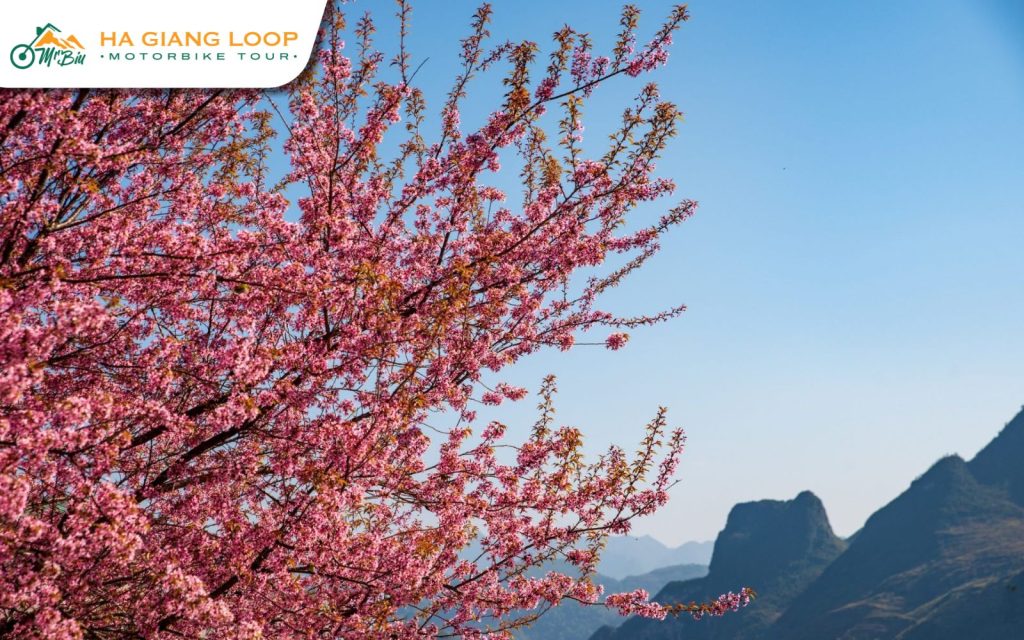 At 1,000 meters above sea level, Dong Van offers a prime spot to fully enjoy Ha Giang's cherry blossom beauty.