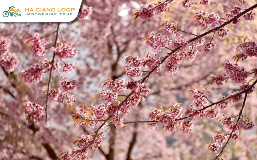 Lung Cu dazzles with cherry blossoms, making it a must-visit spot.