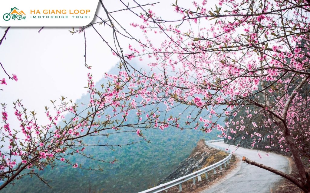 Ma Pi Leng Pass blooms vibrantly during Ha Giang Loop's cherry blossom season.