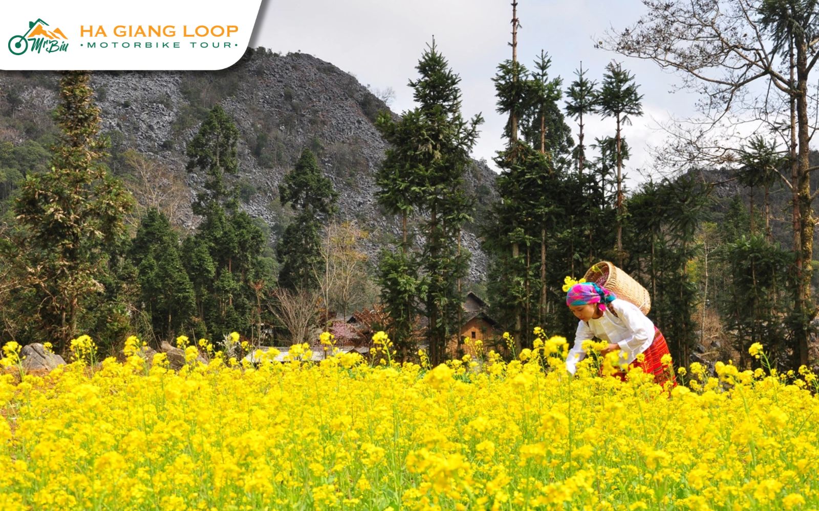 Mustard flower fields in Lao Sa