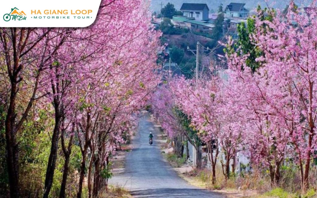 Pho Bang & Pho La are suitable for Ha Giang Loop Cherry Blossom Viewing