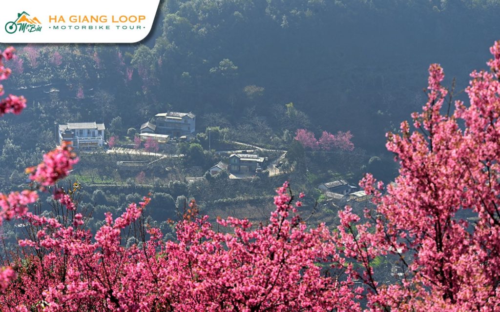 Sung La Valley is a stunning cherry blossom viewing spot in Ha Giang.