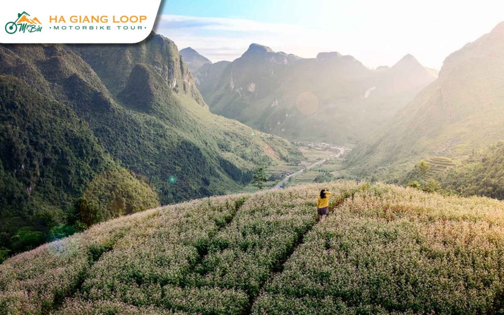 Sung Valley is considered a flower field and H'mong heritage.