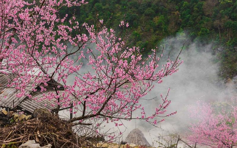 Cherry Blossoms on the Ha Giang Loop