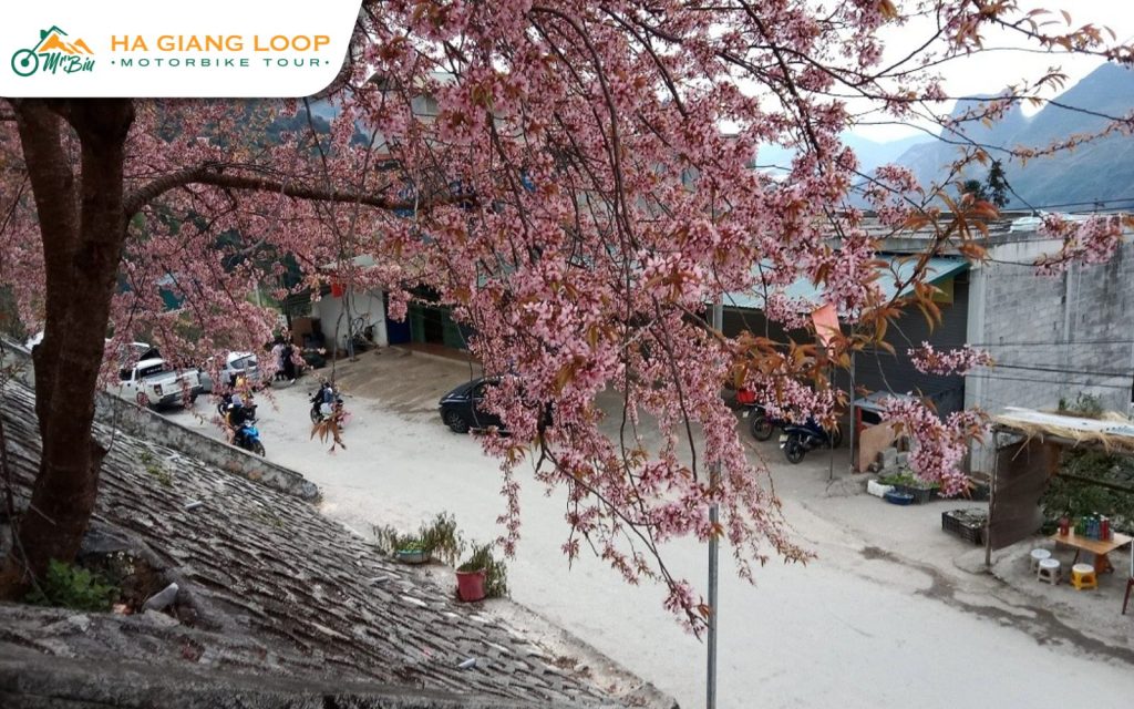 Tips for Visiting Ha Giang During Cherry Blossom Season