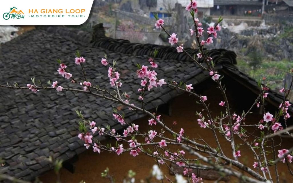 Vuong family mansion is one of the historical sites with cherry blossoms in Ha Giang.