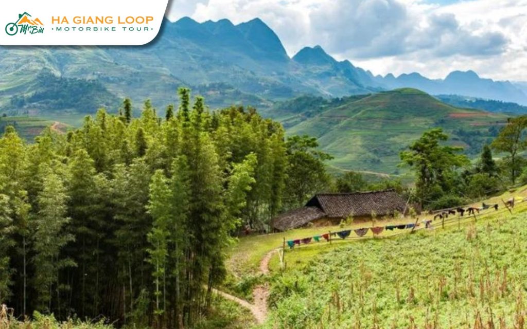 Enjoy Ha Giang Loop with kids at Yen Minh Pine Forest