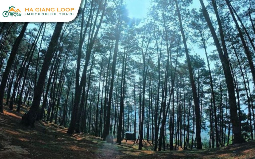 Yen Minh Pine Forest in Ha Giang Loop