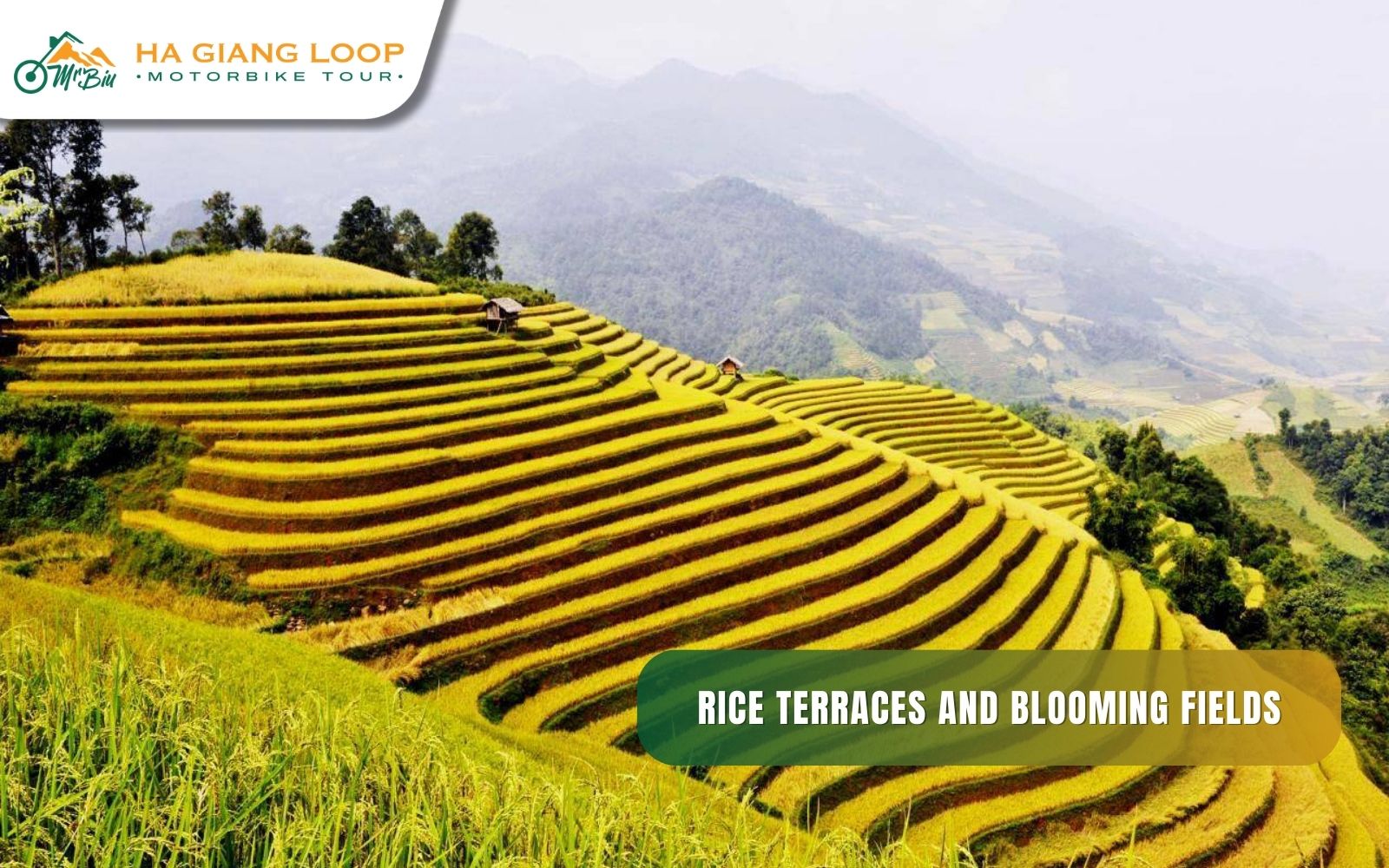 Endless green terraces and blooming fields highlight Ha Giang’s summer charm