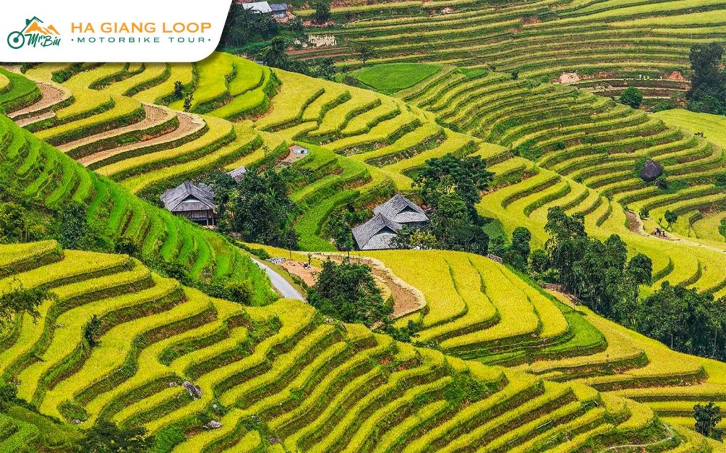Go to Ha Giang in June and you will see green terraced fields.