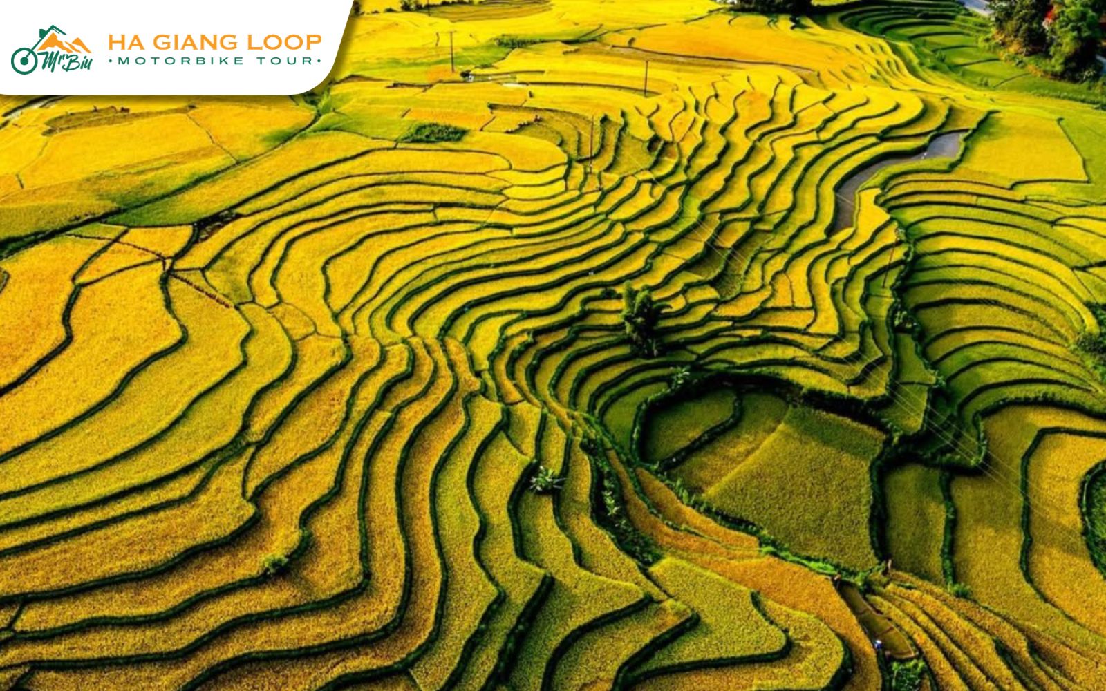 Golden rice terraces and harvest season views