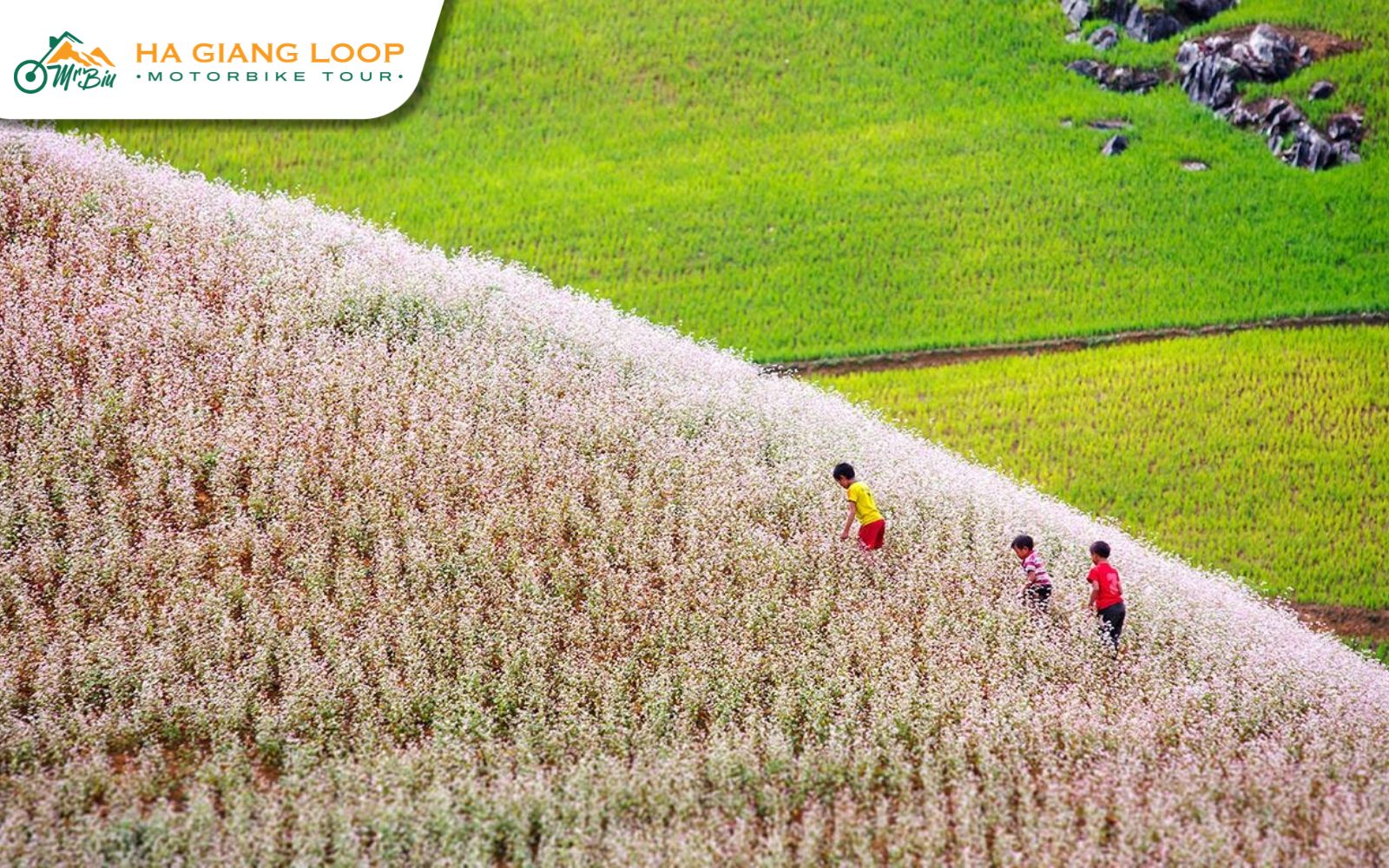 Buckwheat Flower Fields is one of the best photo spots on the Ha Giang Loop