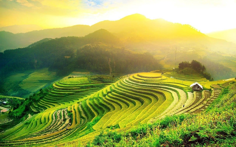 rice terraces in Ha Giang Loop