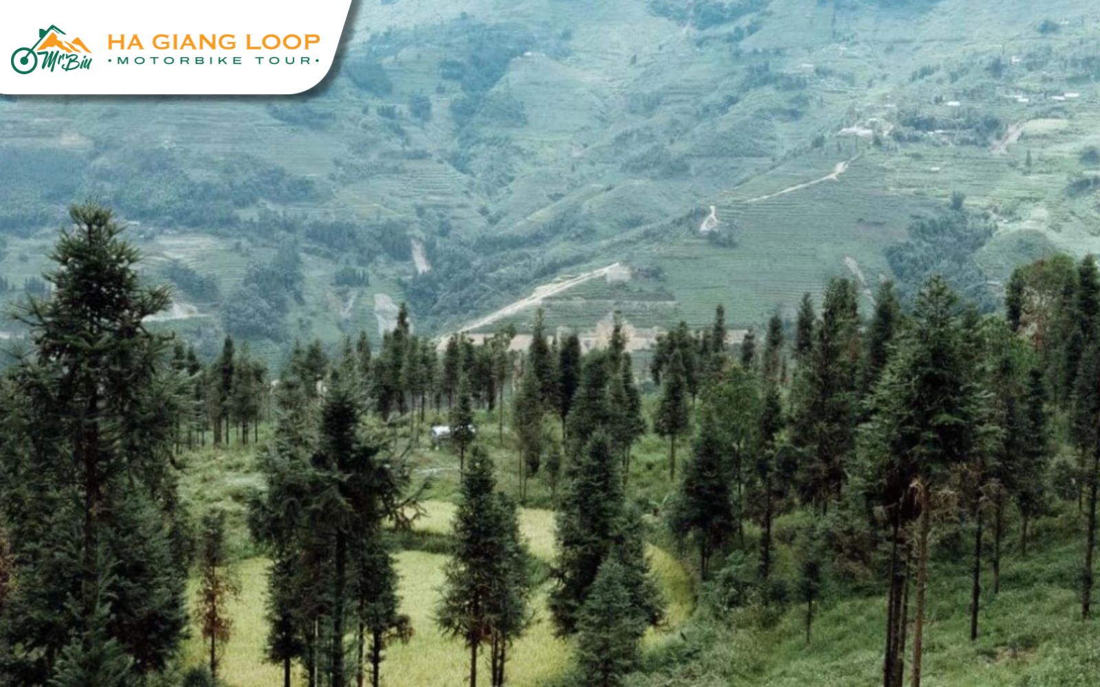 Where Is Yen Minh Pine Forest Located