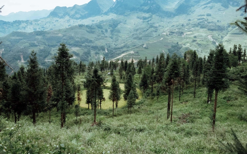 Yen Minh pine forest