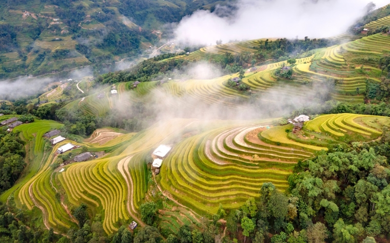 Hoang Su Phi terraced rice fields