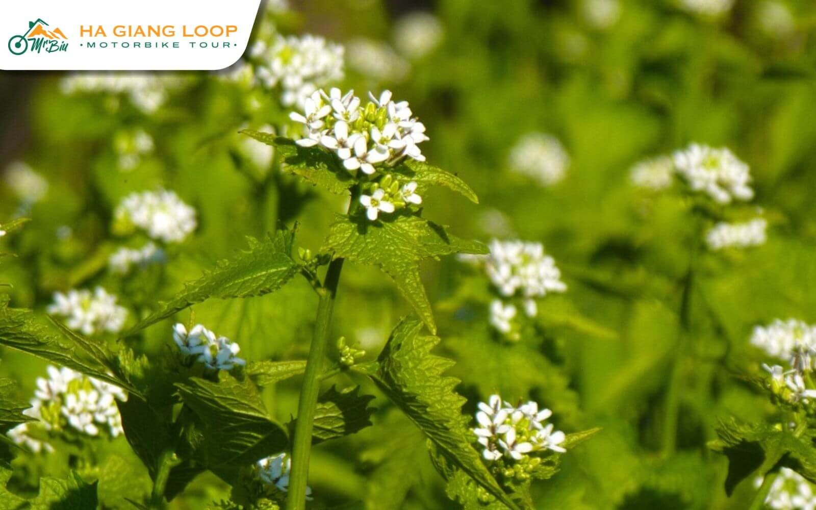 An overview of white mustard flowers in Ha Giang