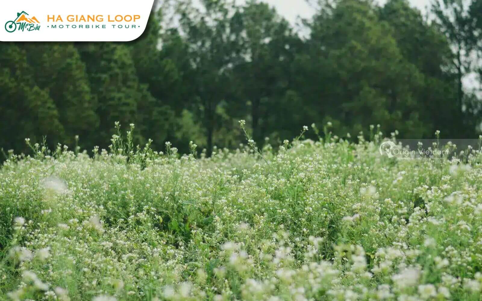 When is the ideal time to see the white mustard flower season in Ha Giang
