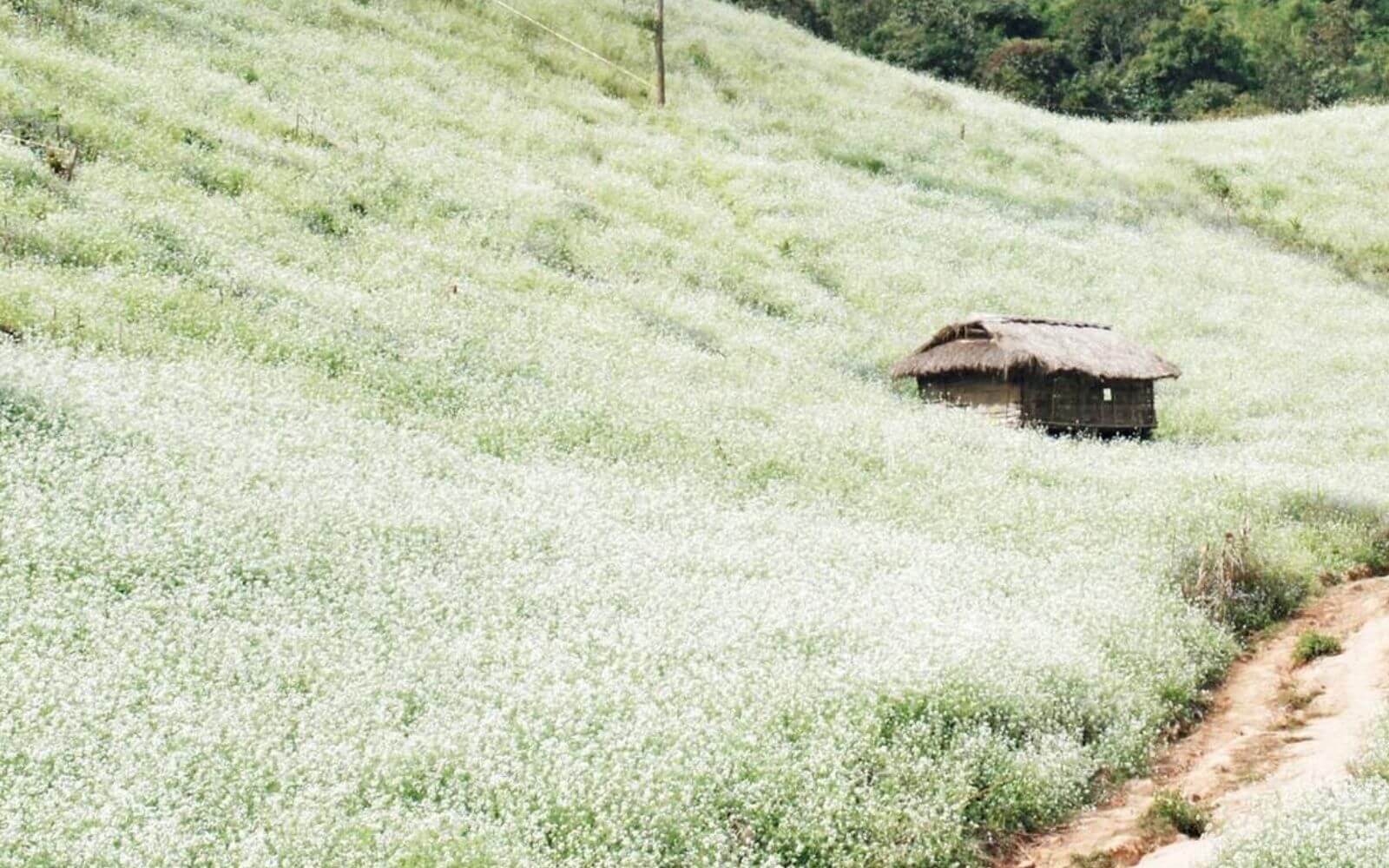white mustard flower season in Ha Giang