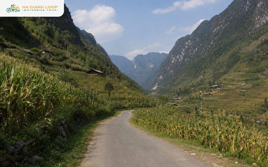 cornfields along the Ha Giang Loop route