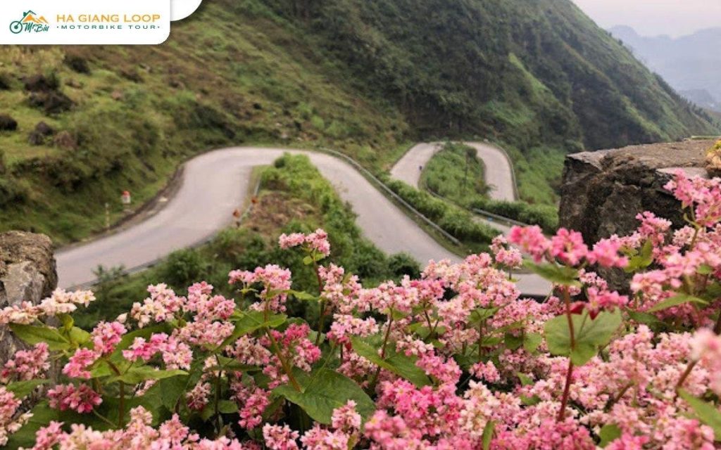 Hairpin road on Chin Khoanh slope behind pink buckwheat flowers