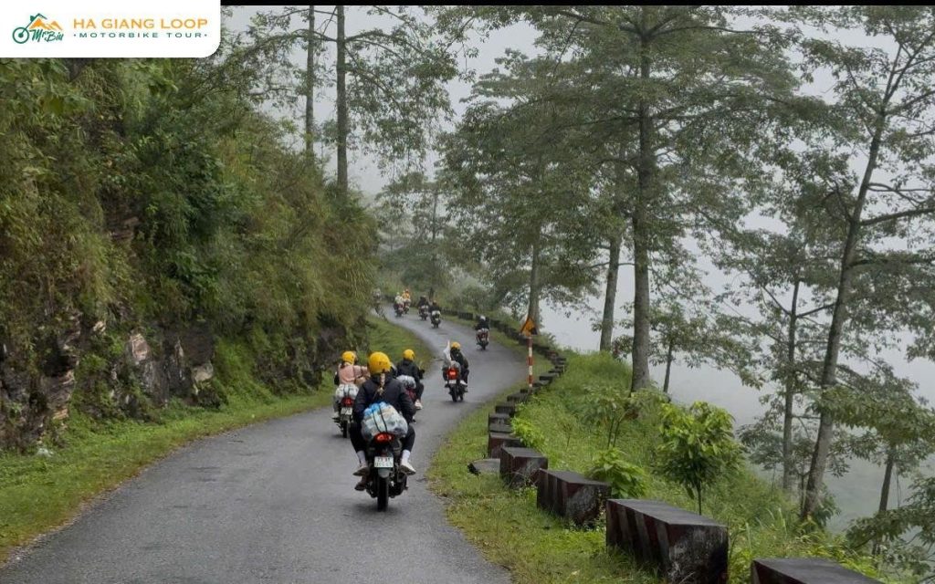 Easy rider convoy on a pine-lined road in Ha Giang
