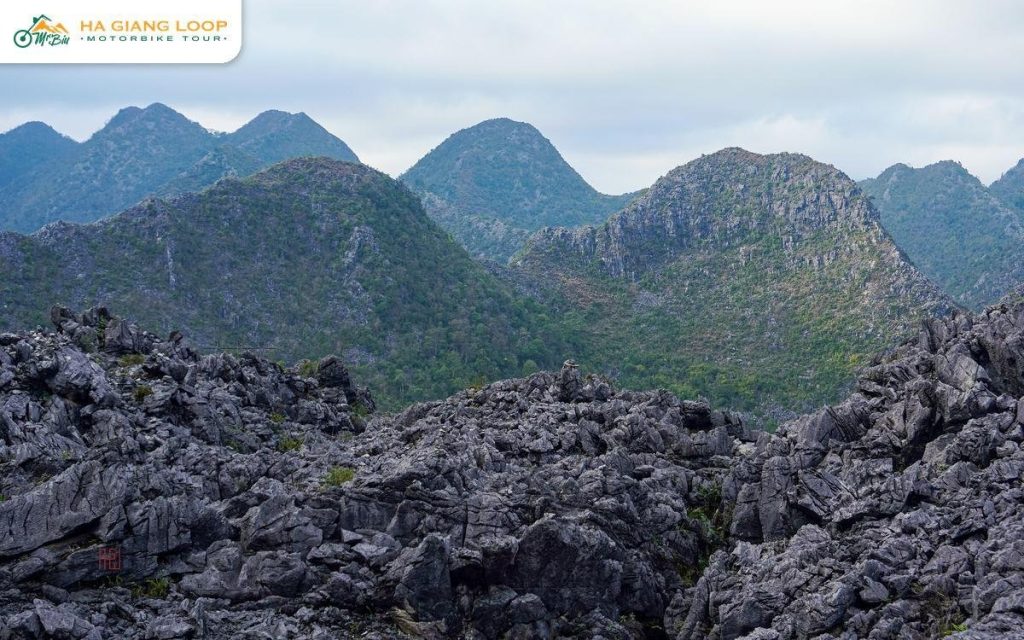 Field of jagged grey rocks known as cat's ear stones