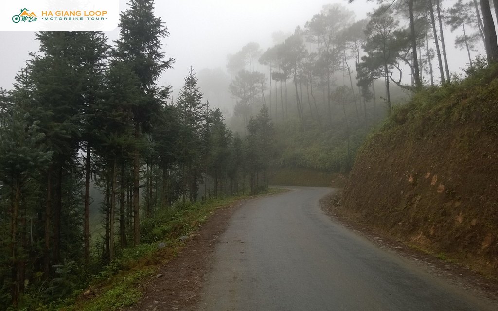 Misty road through the pine forest a few kilometres before Yen Minh town