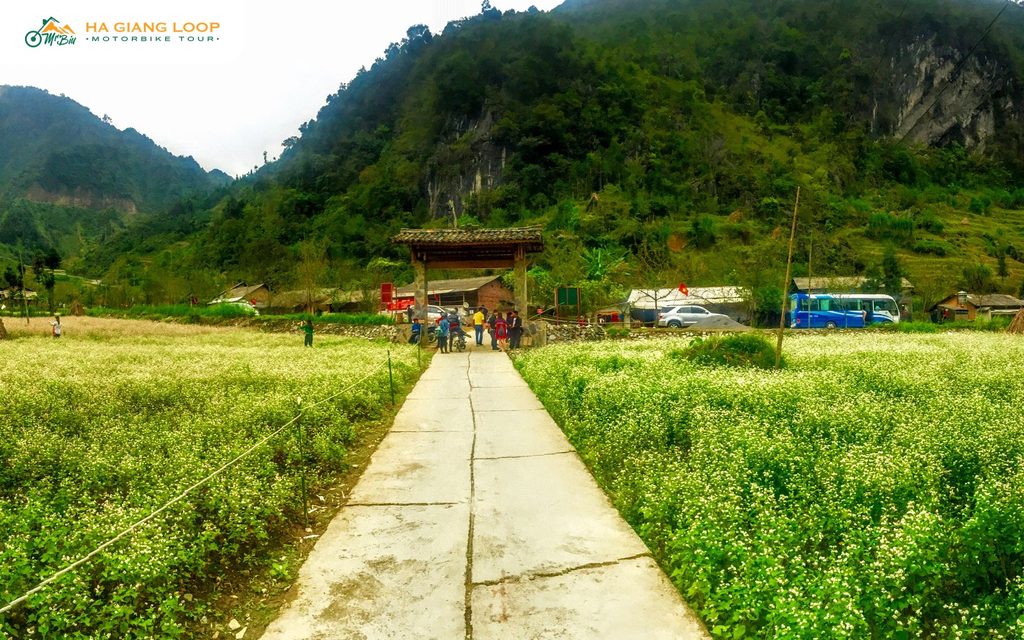 Buckwheat field in bloom along the path to the gate of Lung Cam village