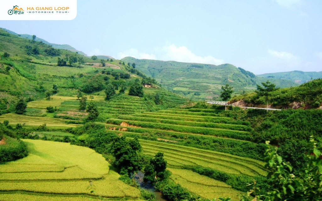 Ripe rice terraces beside Highway 4C in Yen Minh district